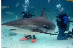 Nassau, Bahamas by Eric Roderick 